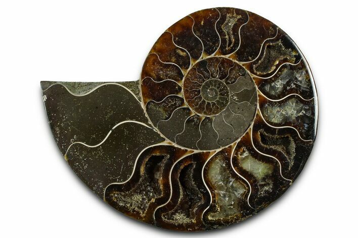 Cut & Polished Ammonite Fossil (Half) - Madagascar #377630